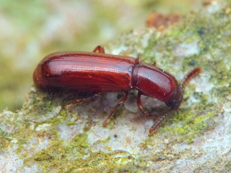 Corticeus unicolor Piller & Mitterpacher, 1783